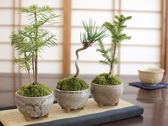 ミニ松 三点セットの盆栽を販売｜盆栽妙 – 盆栽妙 本店