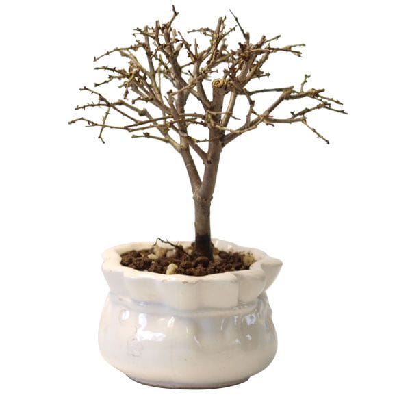 ケヤキ の盆栽を販売｜父の日プレゼントの盆栽妙 – 盆栽妙 本店