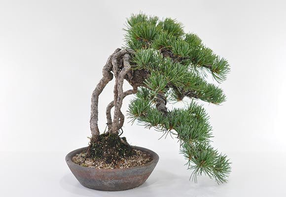 根上りの懸崖五葉松の盆栽を販売｜盆栽妙 – 盆栽妙 本店
