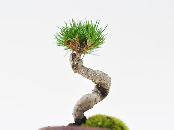 九重五葉松の盆栽を販売｜盆栽妙 – 盆栽妙 本店