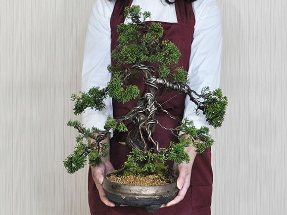 威風堂々 真柏｜盆栽妙 – 盆栽妙 本店