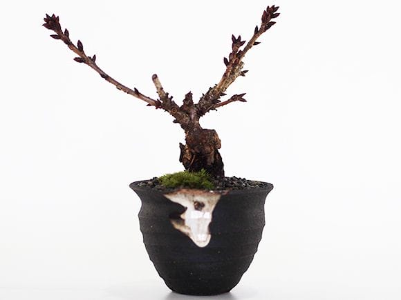 ミニ桜のつぼ鉢｜盆栽妙 – 盆栽妙 本店