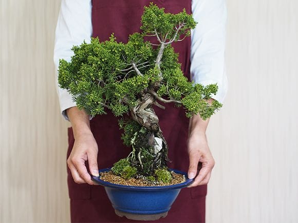 石付き真柏 |盆栽妙 – 盆栽妙 本店