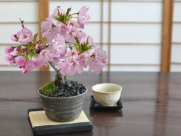 桜 風流な盆栽｜盆栽妙 – 盆栽妙 本店