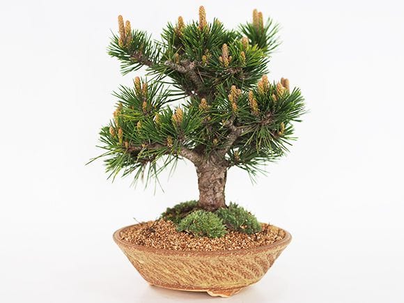 千寿丸 黒松 寿 八房 |盆栽妙 – 盆栽妙 本店