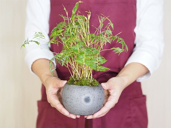 鳳凰竹の寄せ植え｜盆栽妙 – 盆栽妙 本店