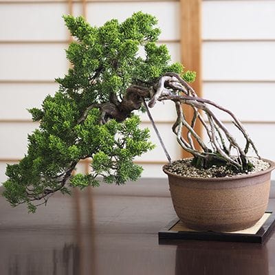 真柏 1点もの No.452の盆栽を販売｜通信講座は盆栽妙 – 盆栽妙 本店