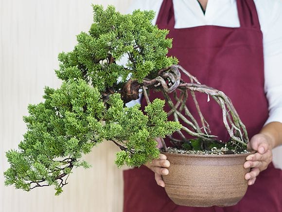 懸崖の根上がりの真柏｜盆栽妙 – 盆栽妙 本店