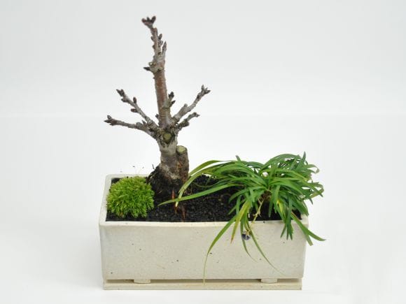 ミニ桜 玉竜 モダン寄植え 【受皿付き】 盆栽 シンプルライフシリーズ