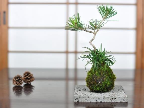 溶岩石の苔玉置き 大 16cmを販売｜盆栽妙 – 盆栽妙 本店