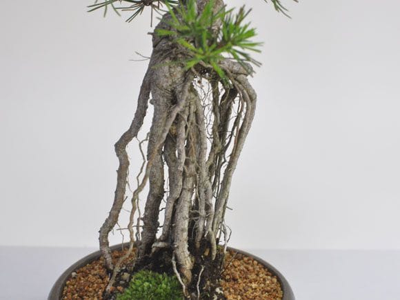 根上がりの黒松盆栽の盆栽を販売｜入門は盆栽妙 – 盆栽妙 本店