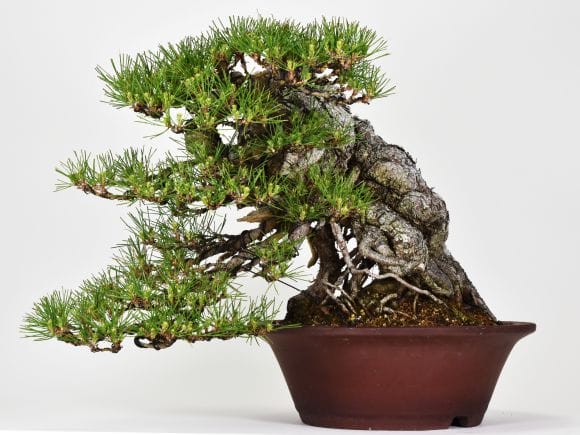 匠の盆栽】黒松 1点もの No.256【平松浩二】の盆栽を販売｜盆栽妙