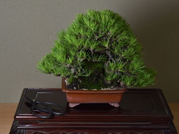 匠の盆栽】黒松 1点もの No.257【平松浩二】の盆栽を販売｜盆栽妙