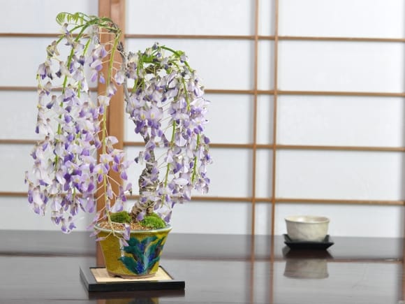 藤 中サイズ 九谷焼の盆栽を販売｜盆栽妙 – 盆栽妙 本店