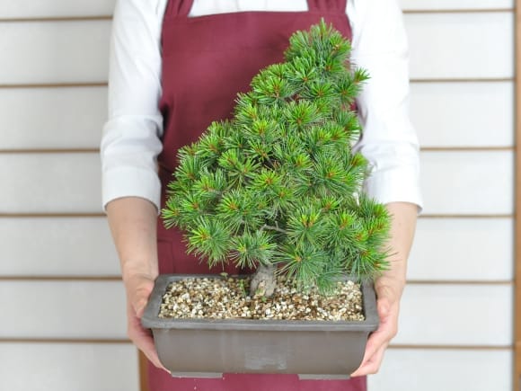 赤石五葉松 素材木の盆栽を販売｜盆栽妙 – 盆栽妙 本店