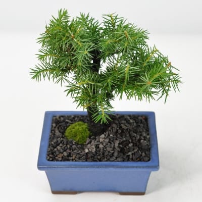 松盆栽 松柏類のミニ盆栽販売｜盆栽妙 – 盆栽妙 本店