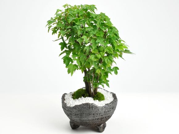楓の寄せ植え 太幹の盆栽を販売｜盆栽妙 – 盆栽妙 本店