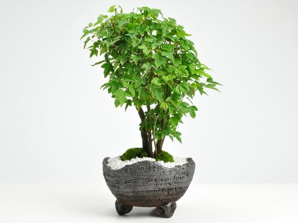 楓の寄せ植え 太幹の盆栽を販売｜盆栽妙 – 盆栽妙 本店