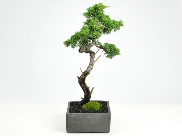 真柏 文人の盆栽を販売｜盆栽妙 – 盆栽妙 本店