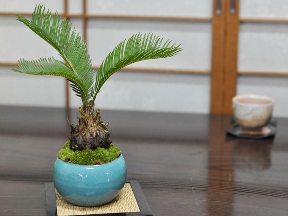 ソテツの盆栽を販売｜盆栽妙 – 盆栽妙 本店