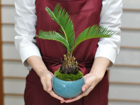 ソテツの盆栽を販売｜盆栽妙 – 盆栽妙 本店