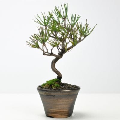 赤松（アカマツ）盆栽の販売｜盆栽妙 – 盆栽妙 本店