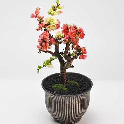 木瓜（ボケ）盆栽の販売｜盆栽妙 – 盆栽妙 本店