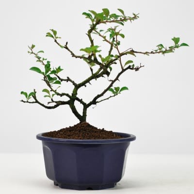 山採り黒松 大品盆栽 樹齢60年の一点物盆栽を販売｜盆栽妙 – 盆栽妙 本店