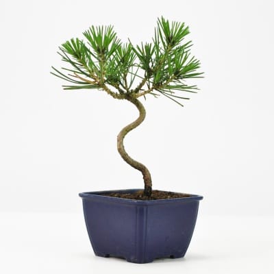 山採り黒松 大品盆栽 樹齢60年の一点物盆栽を販売｜盆栽妙 – 盆栽妙 本店