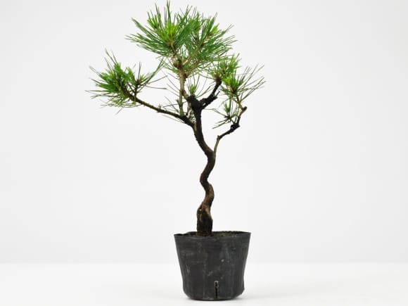 盆栽素材 黒松 曲げありを販売｜盆栽妙 – 盆栽妙 本店