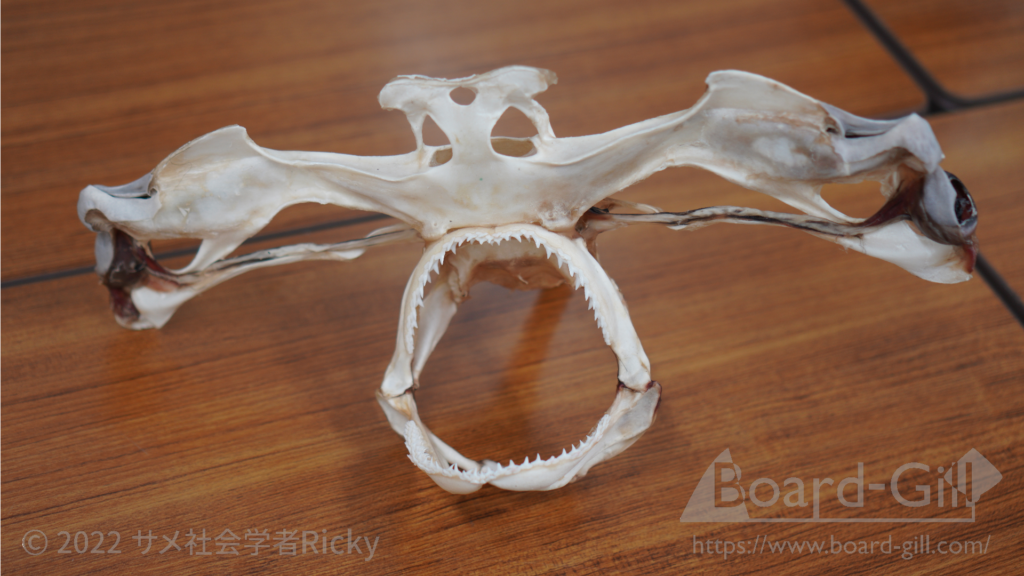 なぜシュモクザメの頭はトンカチ型なのか？ハンマーヘッドの理由を徹底