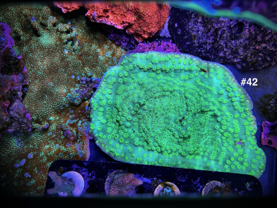 PIF - Hollywood Stunner Chalice | Bay Area Reefers | BAR