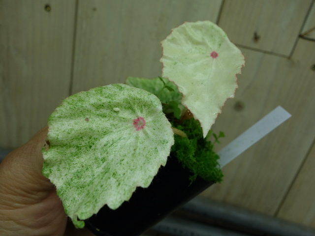 Rouge Variegated – Begonia Club