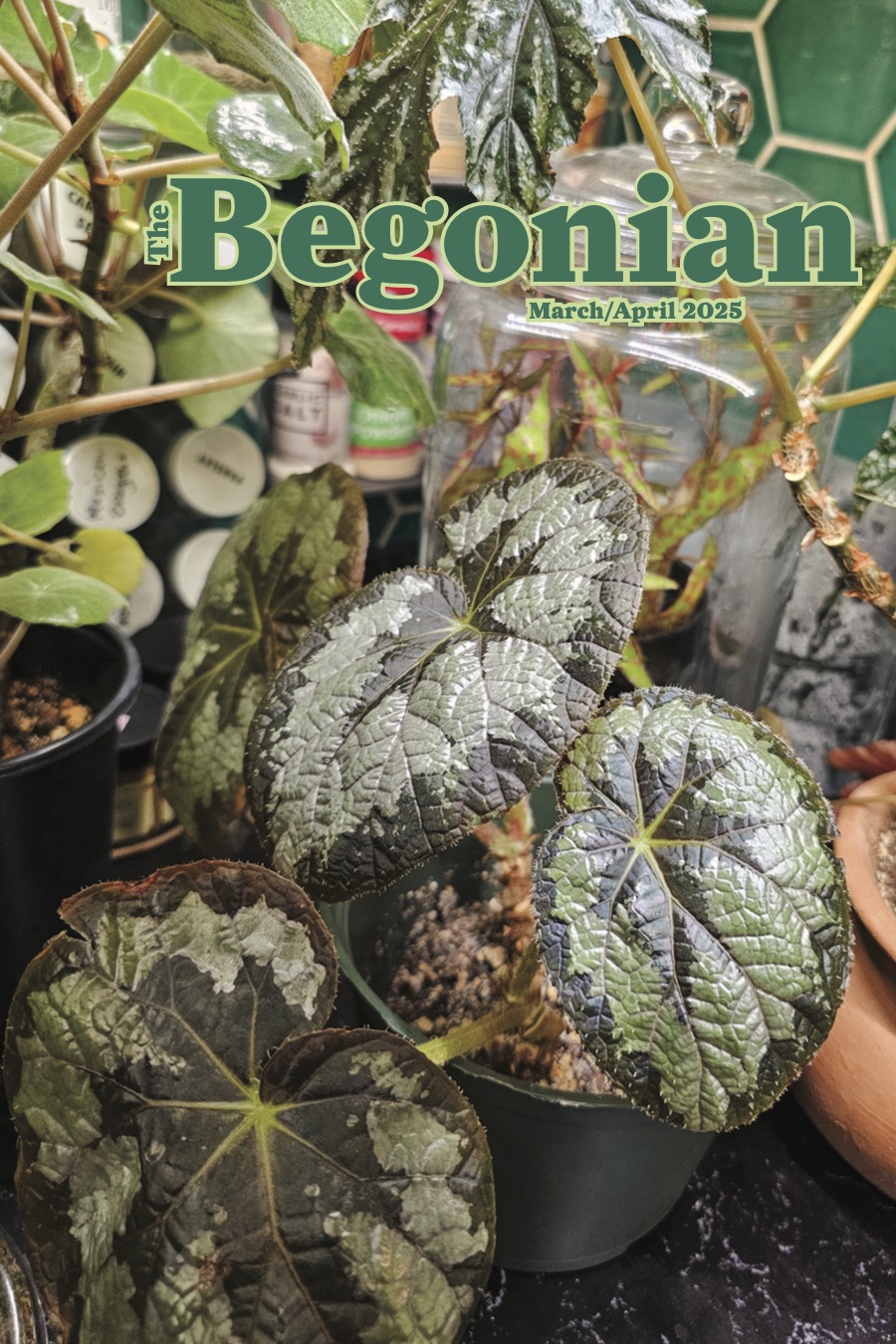 The Begonian March-April 2025 | American Begonia Society