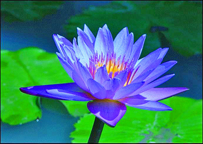 コラム】八月 夏の涼花 青い睡蓮 | Belles Fleurs Tokyo プリザーブド