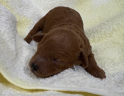 トイプードルやティーカッププードルのブリーダー 広島 Dog.Do レッド