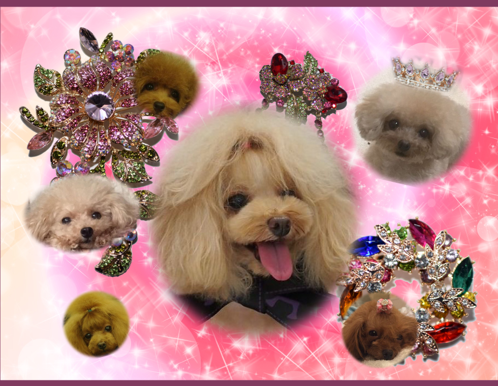 トイプードルやティーカッププードルのブリーダー 広島 Dog.Do レッド