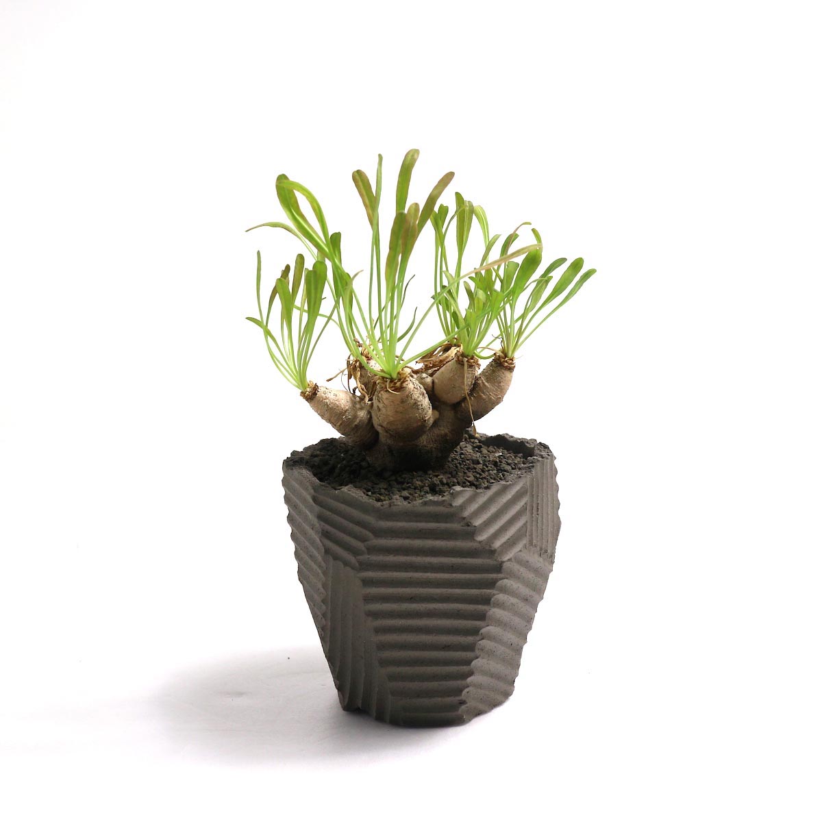 Euphorbia Crispa (波涛キリン) × NEOSHIHO 