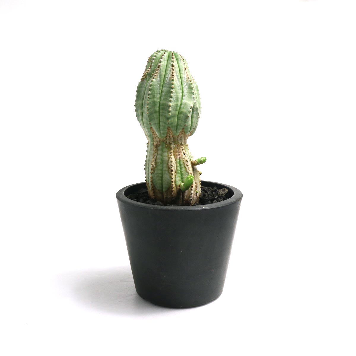 BOTANIZE / ボタナイズ の正規取扱店 1989 Online Store