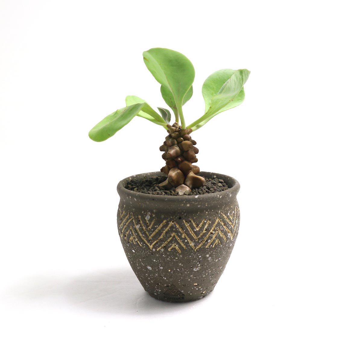 BOTANIZE / ボタナイズ の正規取扱店 1989 Online Store