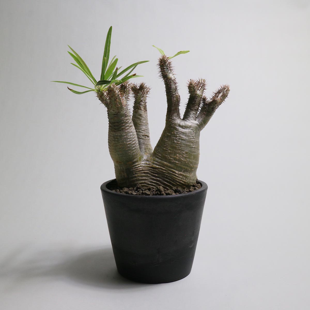 BOTANIZE / ボタナイズ の正規取扱店 1989 Online Store