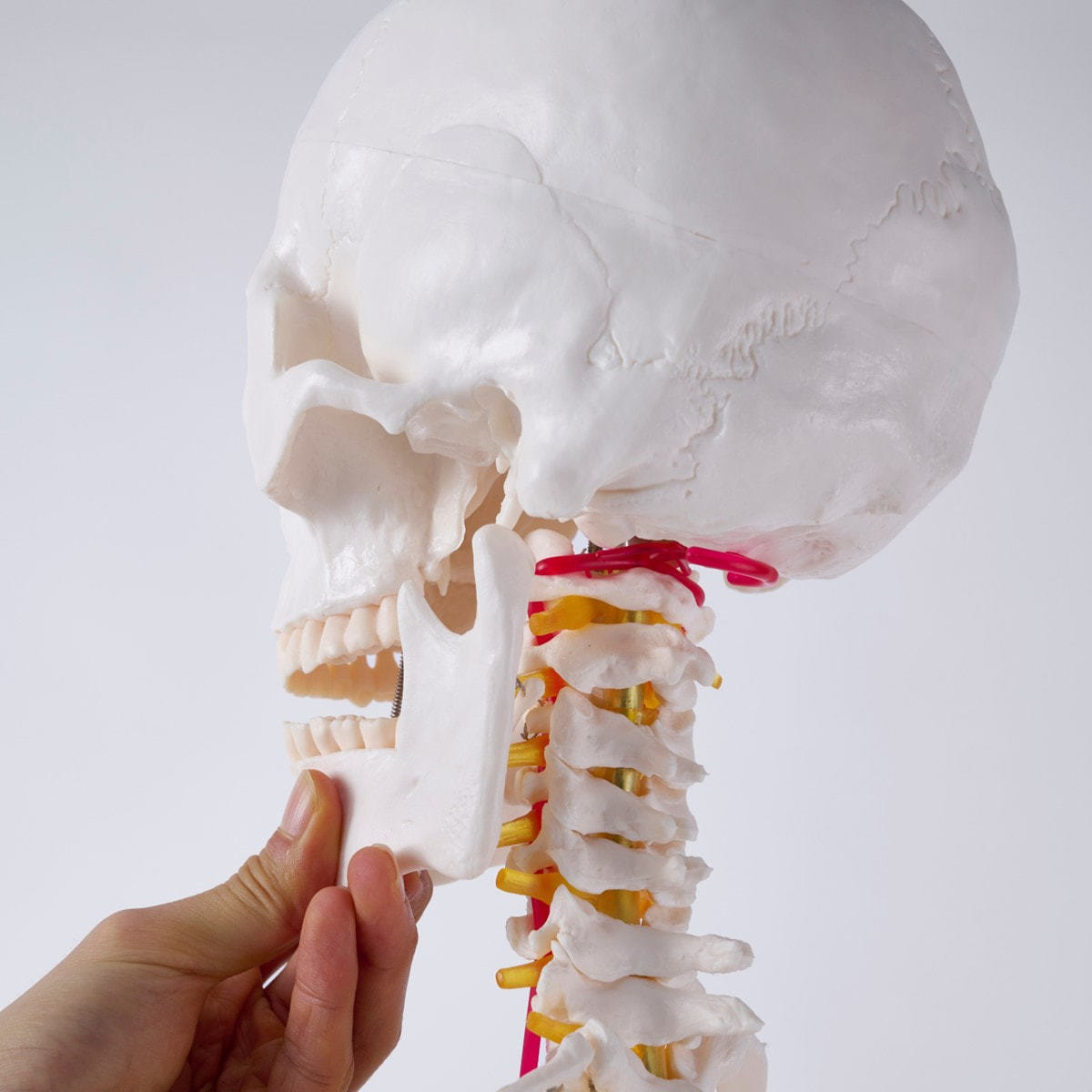 全身骨格模型 等身大（キャスター付き）の卸・通販 | ビューティガレージ