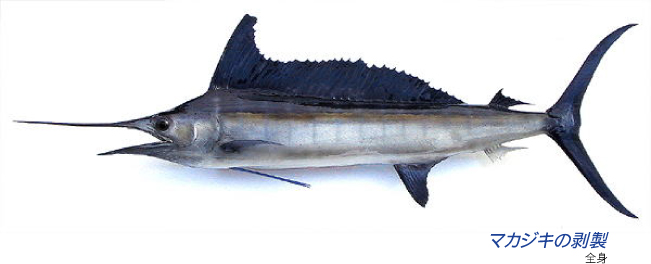飛魚丸 カジキ剥製【ビッグゲームルアーズ】カジキ・マグロトローリング