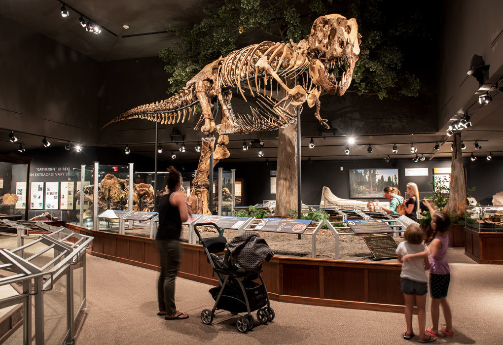 ダイナソートレイル｜観光 [ MONTANA ]