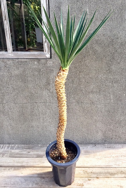 ユッカ（青年の木）