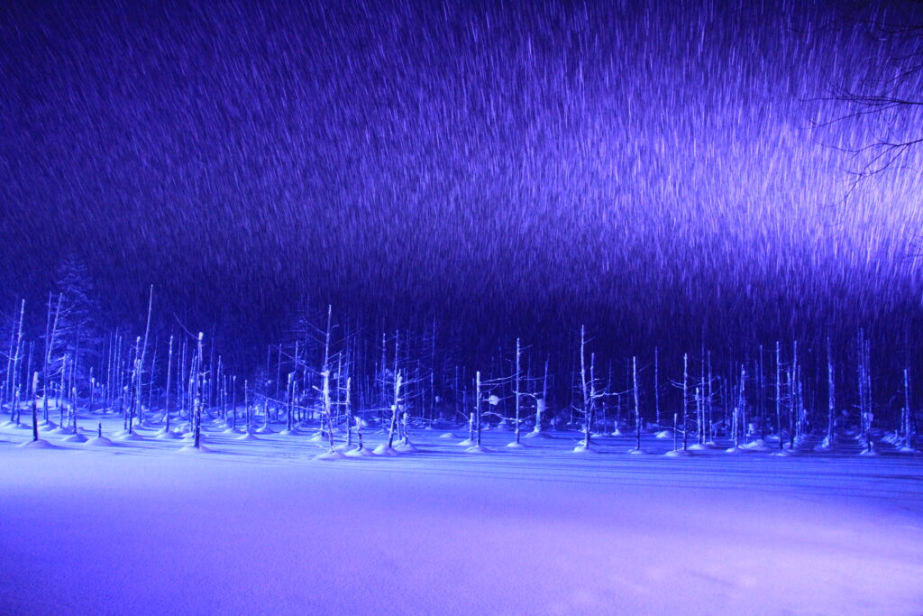 白金青い池」ライトアップ今年も始まります☆ :: 一般社団法人 美瑛町