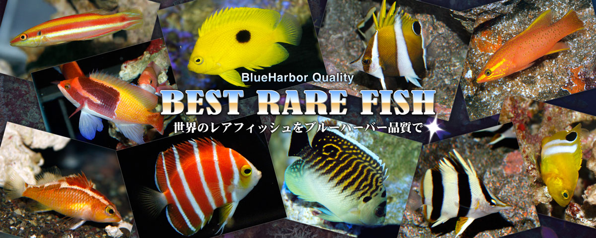 ウェブ通販｜アクアリウム工房 ブルーハーバー