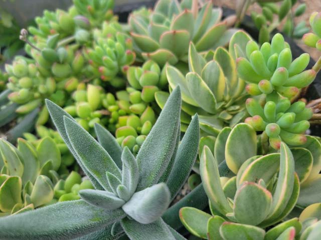 越中ミセバヤ 1 抜き苗 多肉植物 越中ミセバヤ 1 抜き苗 多肉植物 越