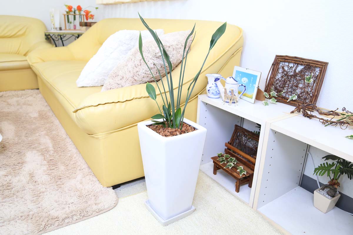 ストレリチア（ストレリア） ノンリーフ 7号 陶器 通販 販売｜観葉植物