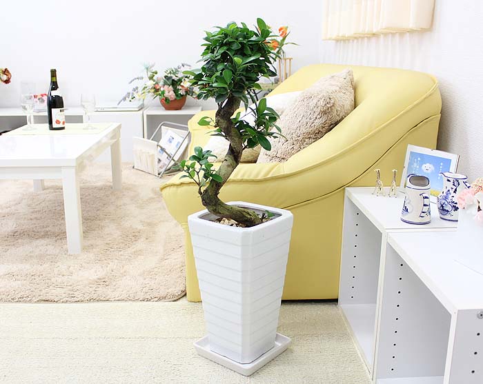 センカク（尖閣）ガジュマルの育て方や気根｜ブルーミングスケープ